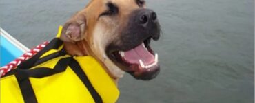 4 cani lago