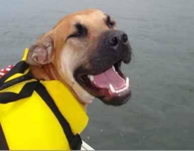 4 cani lago