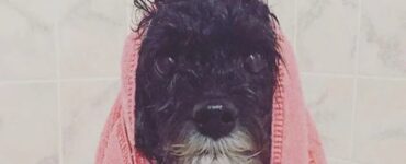 4 cani doccia