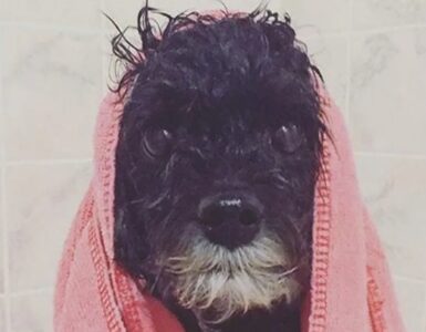 4 cani doccia