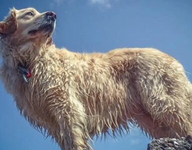 4 cani mare
