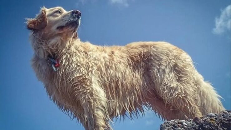 4 cani mare