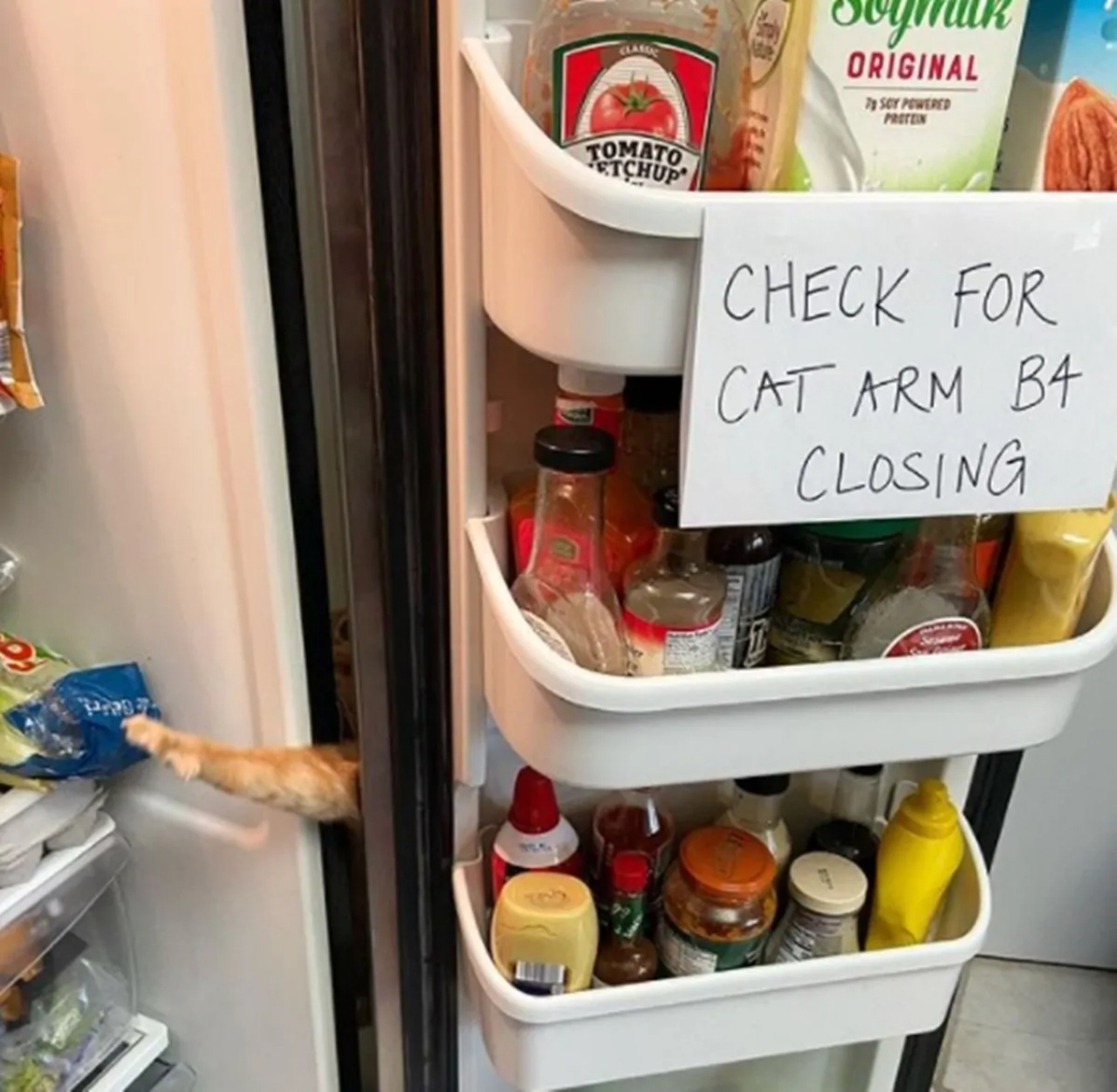 4 gatti frigo
