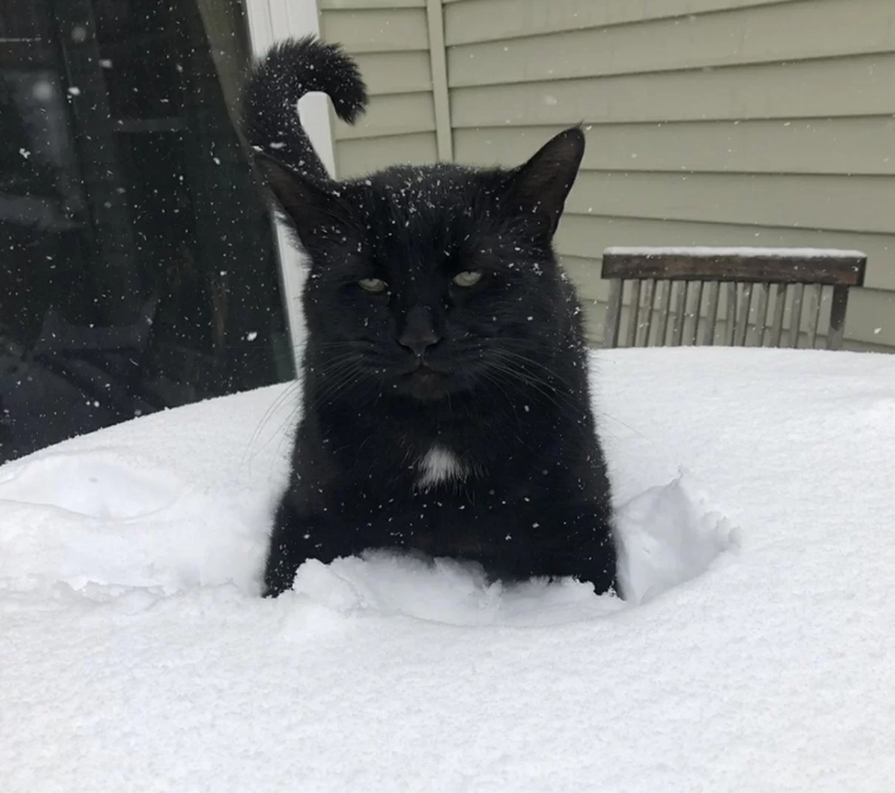 4 gatti neve