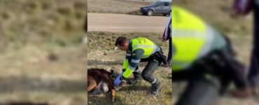 Agente della guardia civile aiuta una capretta a partorire