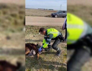 Agente della guardia civile aiuta una capretta a partorire