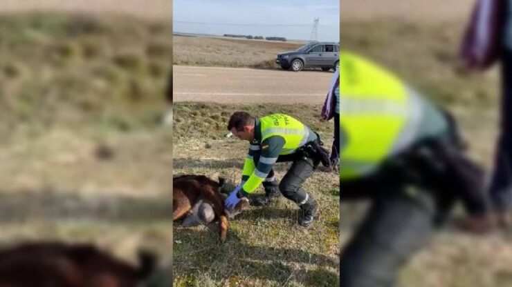 Agente della guardia civile aiuta una capretta a partorire