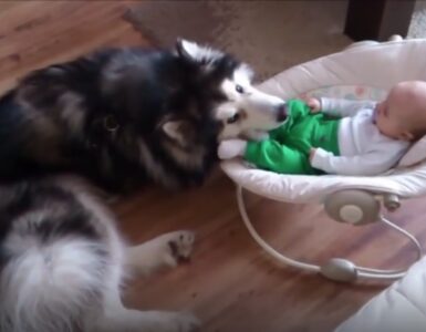 Alaskan Malamute s'innamora di un bambino
