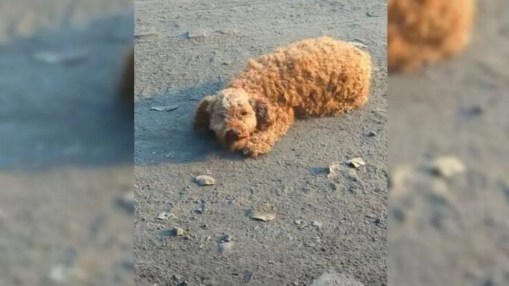 Barboncino randagio partorisce 5 cuccioli
