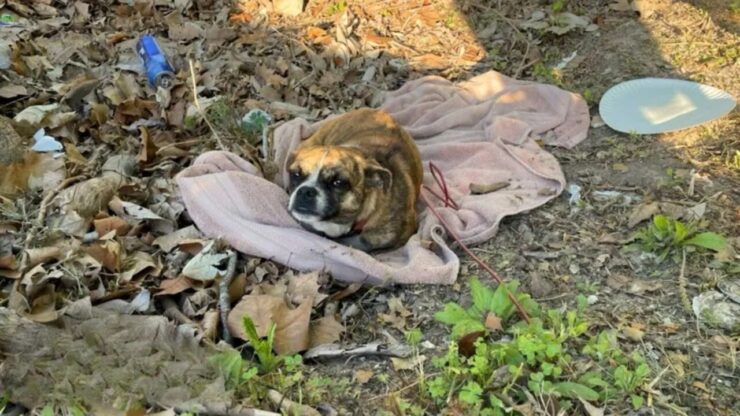 Cagnolina nel bosco abbandonata dai proprietari