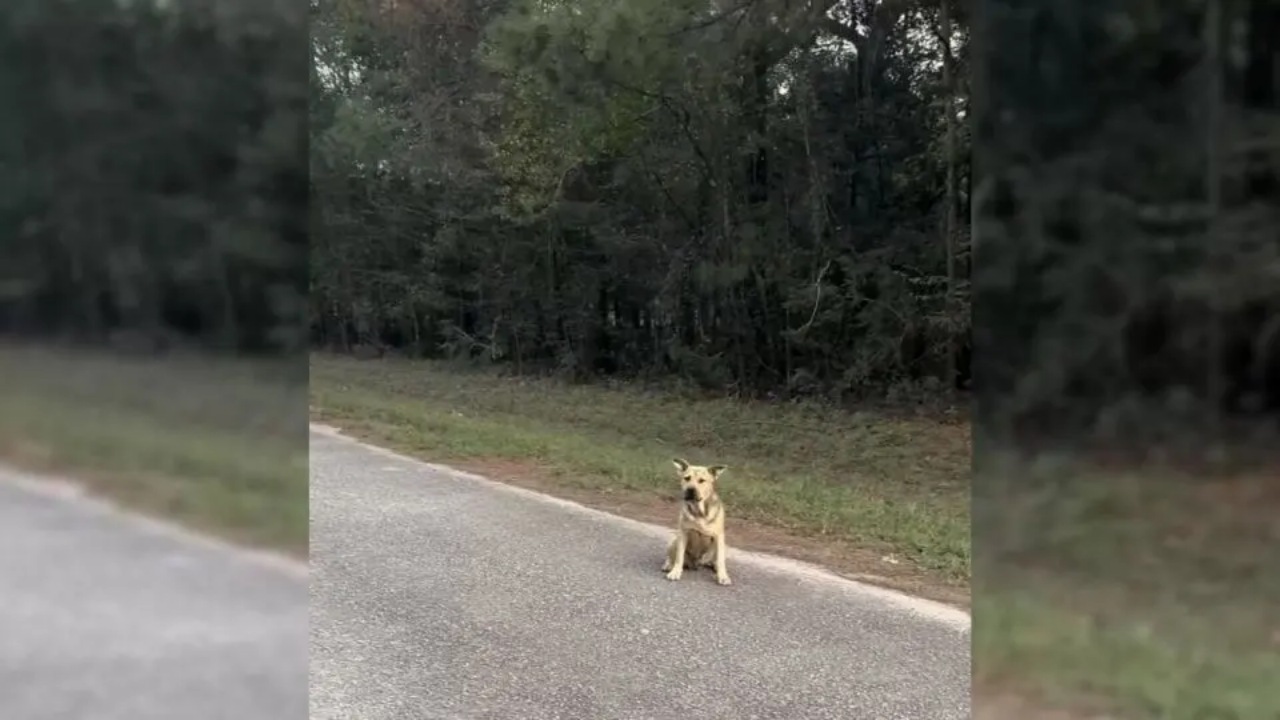 Cane chiede aiuto ad un rifugio