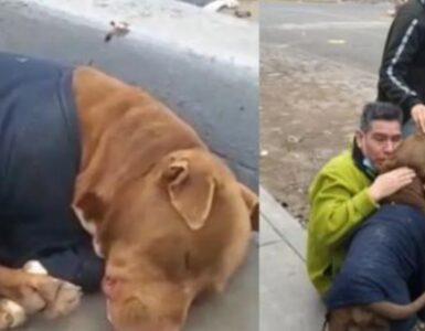Cane ritrovato dopo 5 mesi