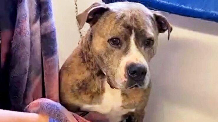 dopo 720 giorni un cane trova famiglia