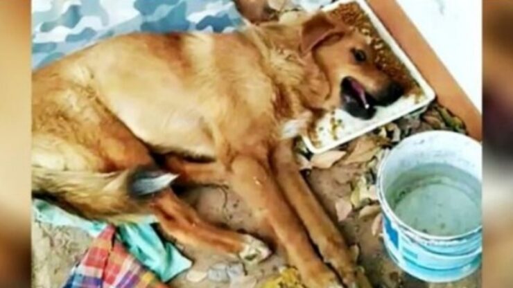Cane abbandonato trova una famiglia amorevole