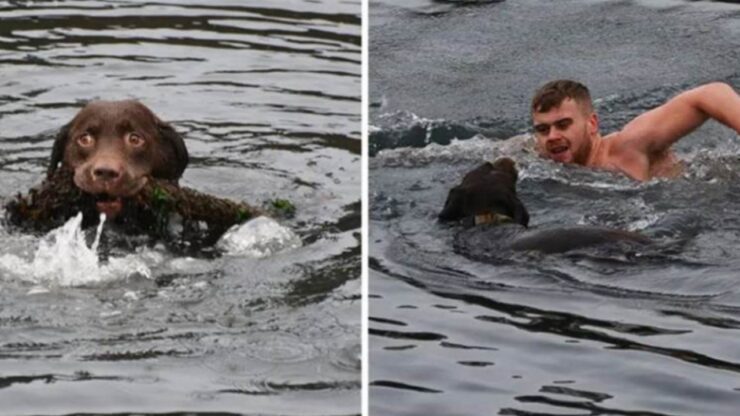 Cane cade nel mare ma un giovane lo salva
