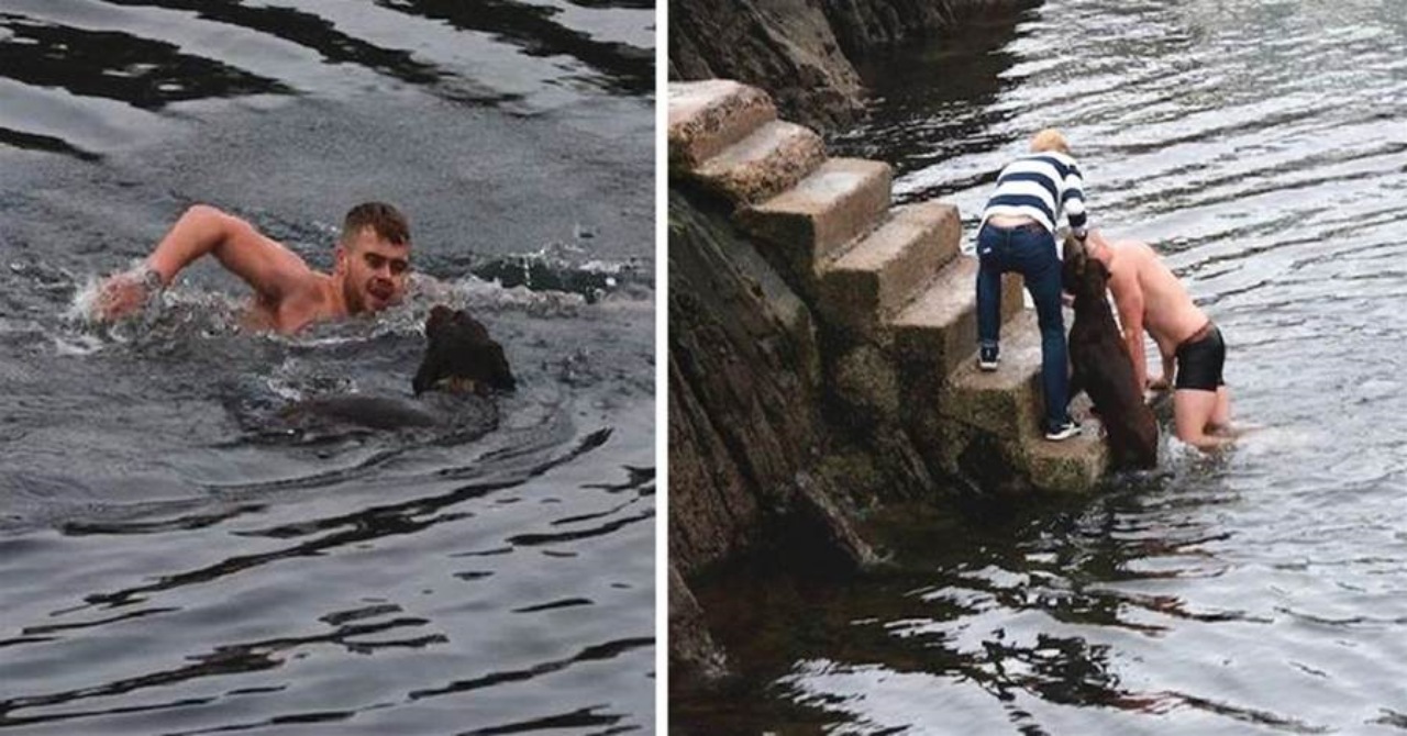 Cane cade nel mare ma un giovane lo salva