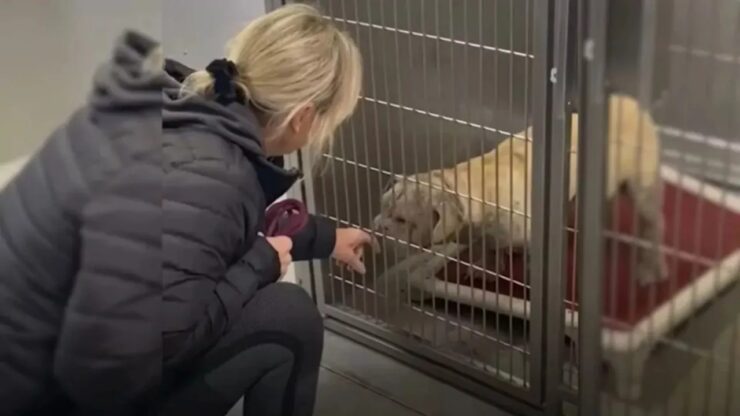 Cane con imperfezioni trova una padrona