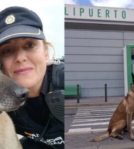 Cane ha lavorato come protettore della legge per 9 anni