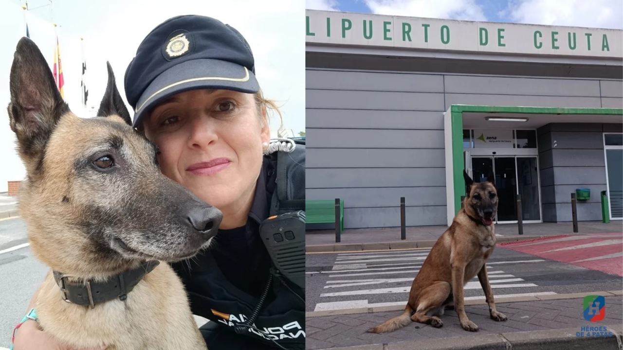 Cane ha lavorato come protettore della legge per 9 anni