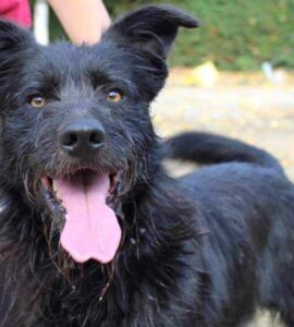 Cane in canile da 7 anni