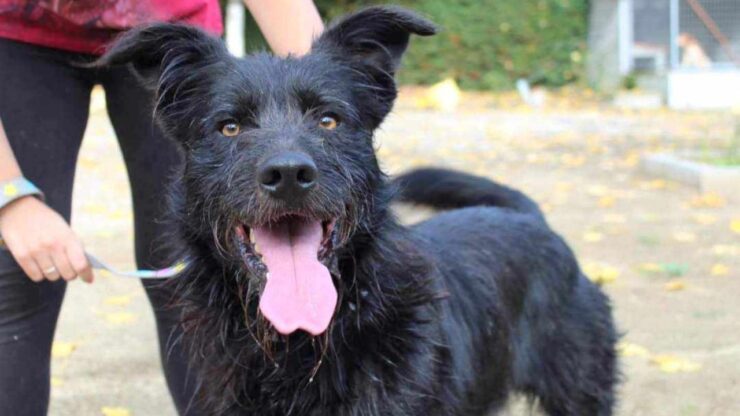 Cane in canile da 7 anni