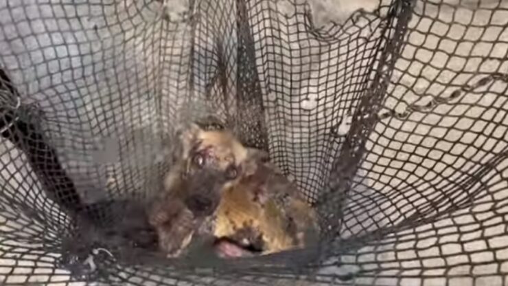 Cane randagio salvato in fin di vita