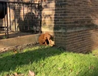 Cane randagio salvato da una volontaria