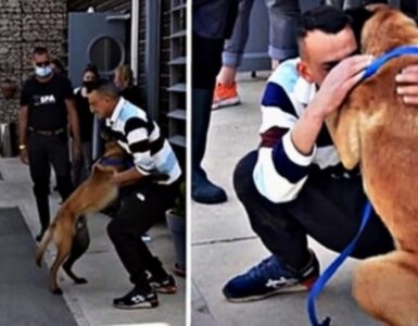Cane ritrovato a 310 miglia da casa