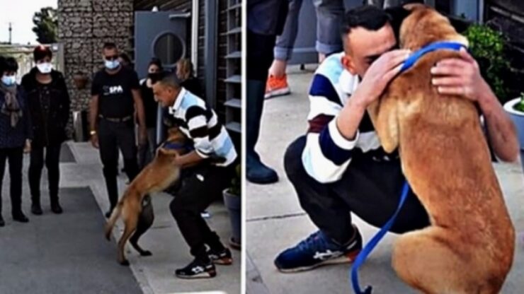Cane ritrovato a 310 miglia da casa
