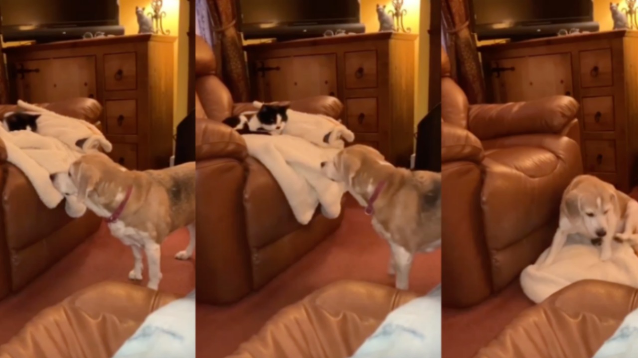 Cane ruba la coperta al gatto
