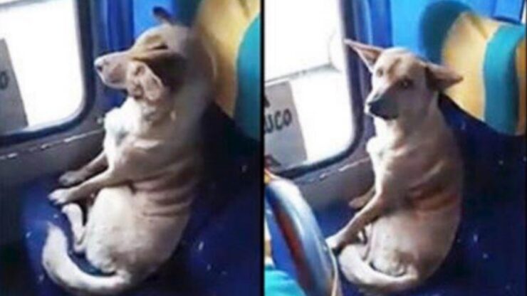 Cane sull'autobus si comporta come un passeggero modello