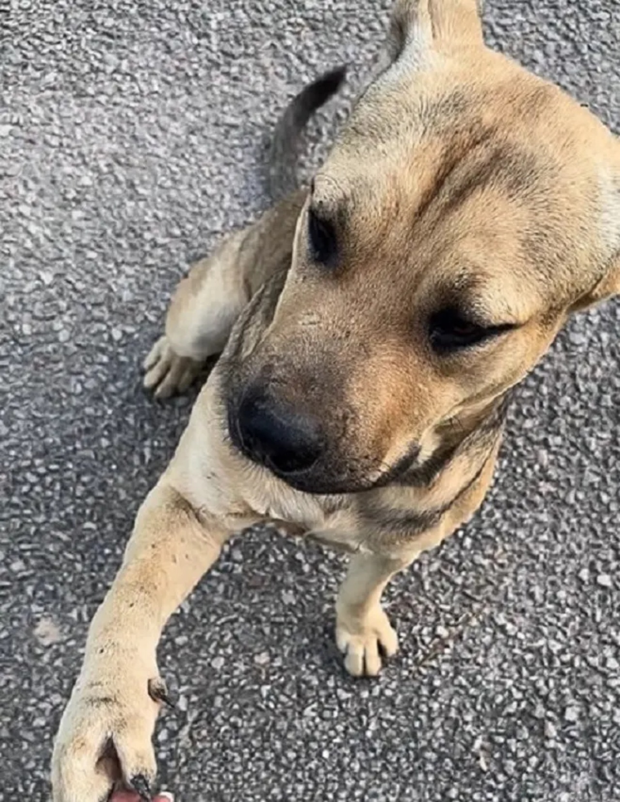 Cane chiede aiuto ad un rifugio