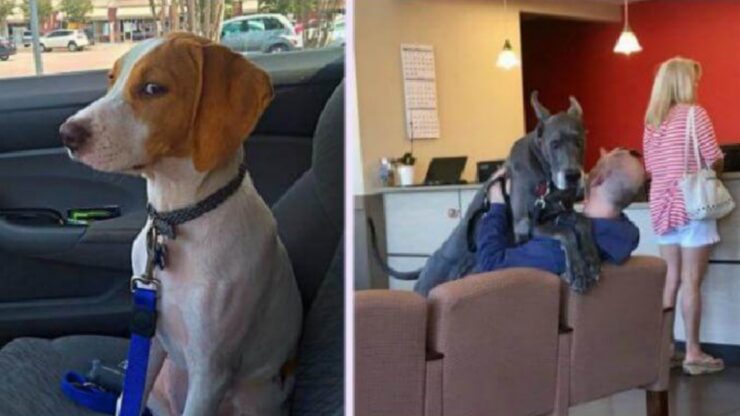Cani dal veterinario: la reazione