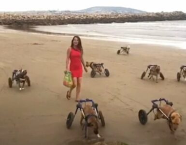 Cani disabili corrono in spiaggia