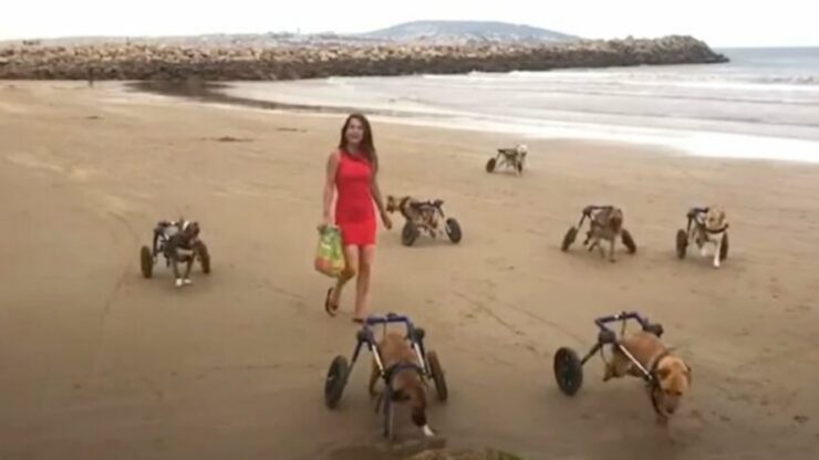 Cani disabili corrono in spiaggia