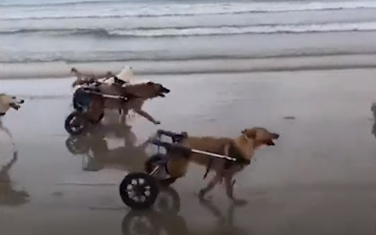 Cani disabili corrono in spiaggia