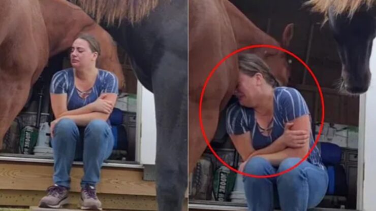 Cavallo consola la proprietaria che piange