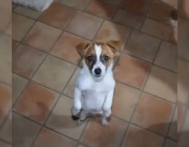 Cucciolo salvato da un uomo