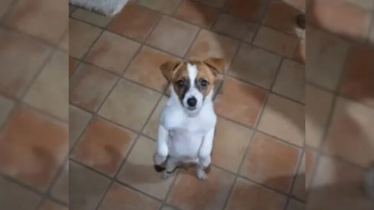 Cucciolo salvato da un uomo