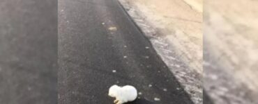 Cucciolo abbandonato in strada da un'auto in corsa
