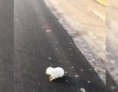 Cucciolo abbandonato in strada da un'auto in corsa