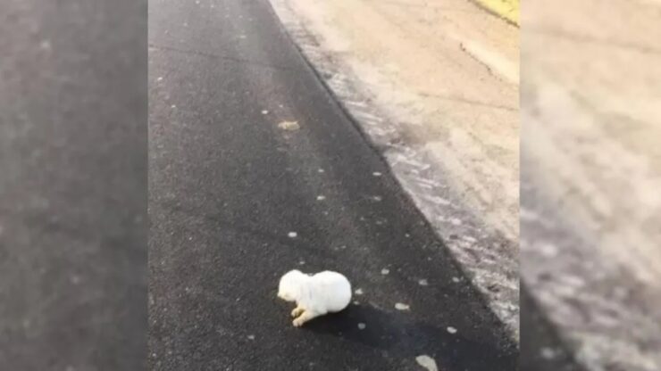 Cucciolo abbandonato in strada da un'auto in corsa
