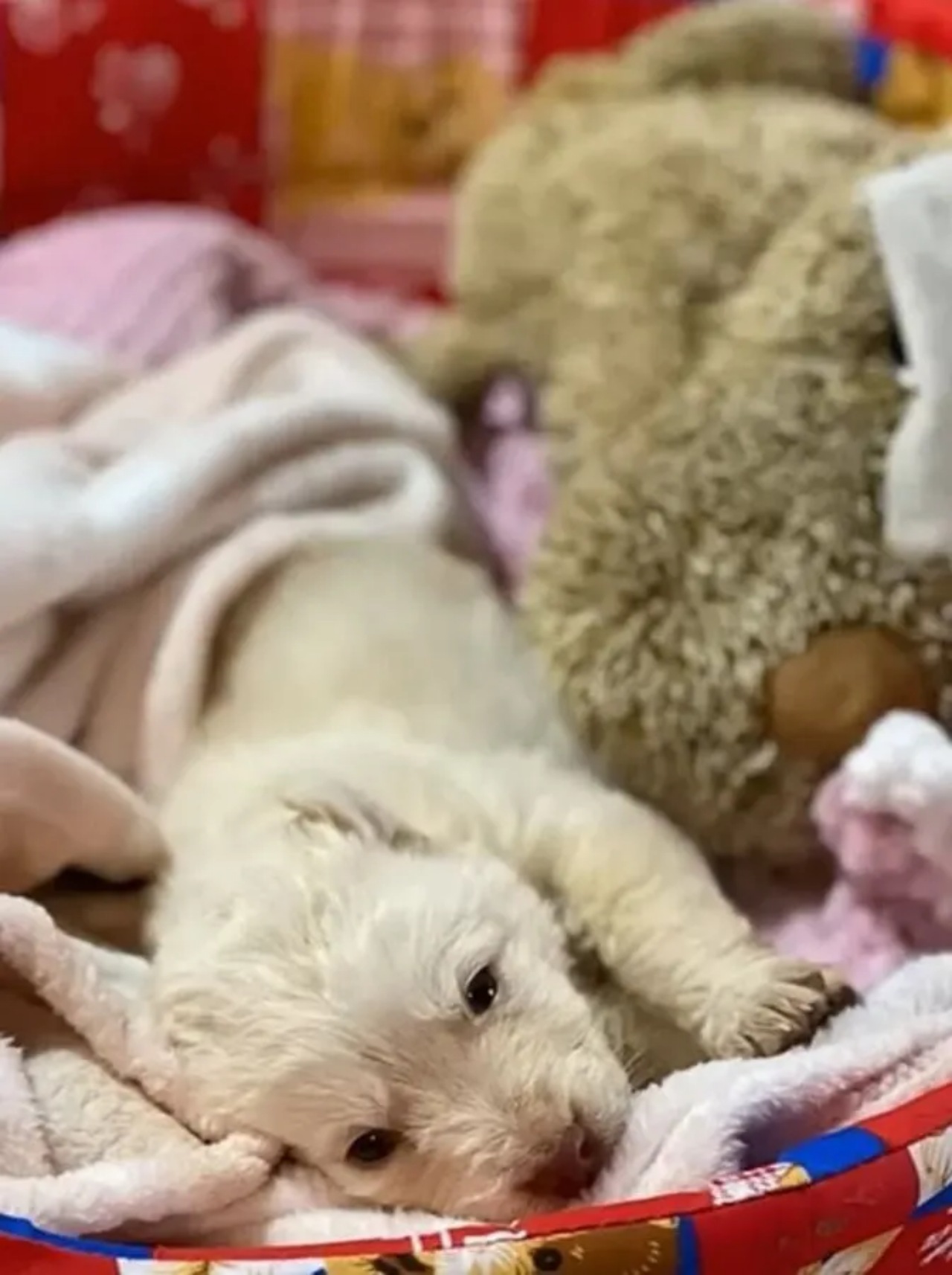 Cucciolo abbandonato in strada da un'auto in corsa