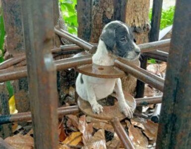 Cucciolo incastrato in una trappola