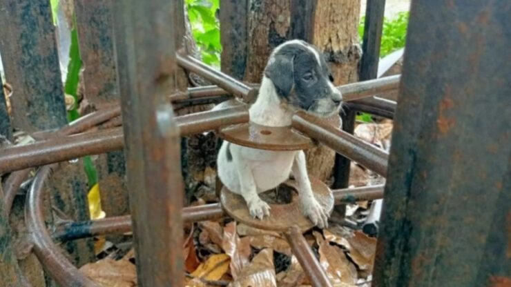 Cucciolo incastrato in una trappola