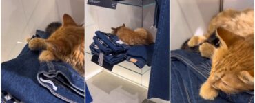 Gatto sui pantaloni in un negozio