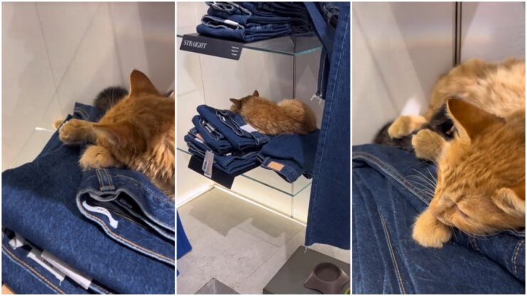 Gatto sui pantaloni in un negozio