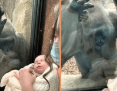 Gorilla osserva un bambino e lo accarezza attraverso il vetro