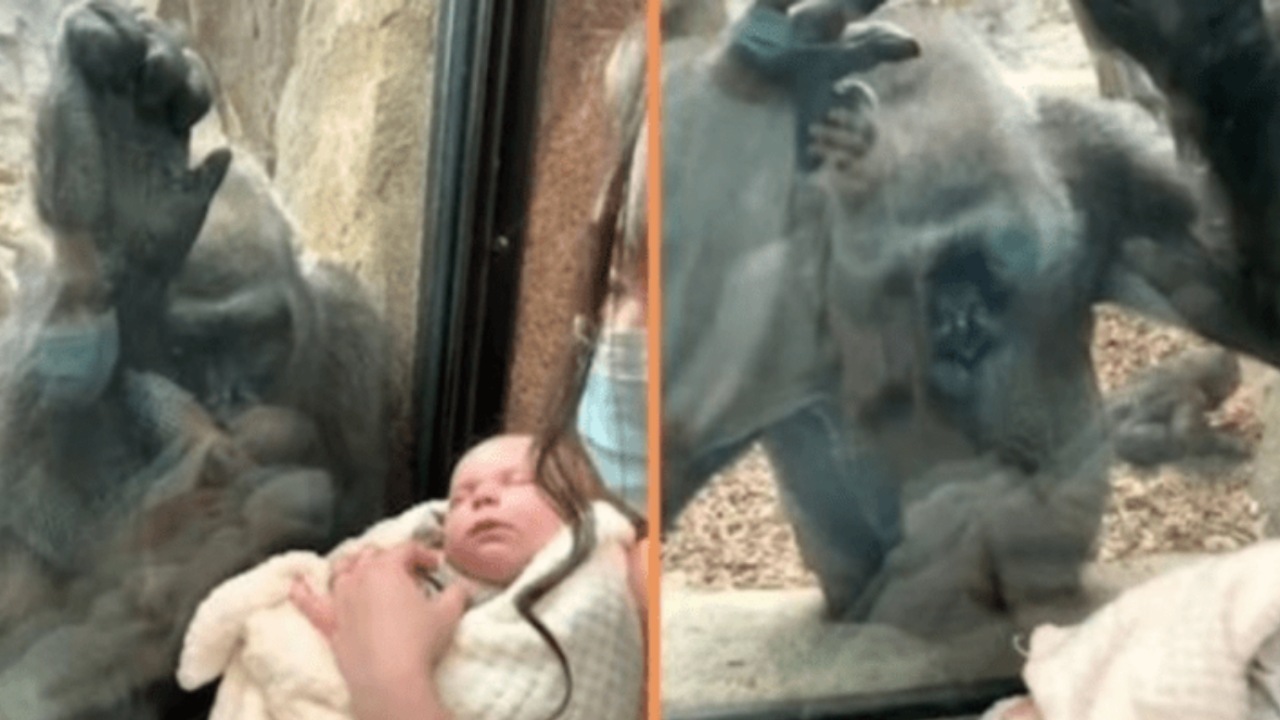 Gorilla osserva un bambino e lo accarezza attraverso il vetro