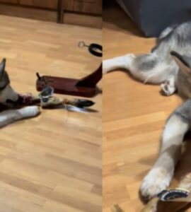 Husky mangia il prosciutto della sua padrona